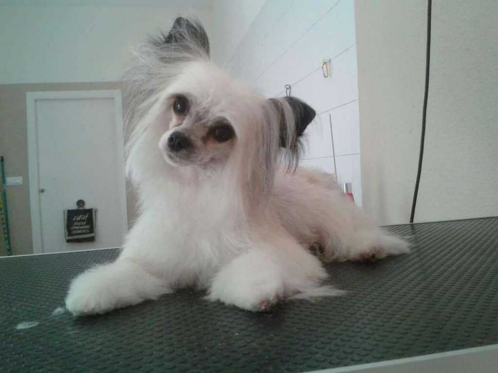 Magnus Staff Gioconda