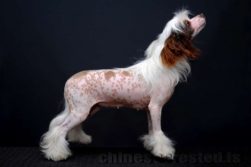 Practical Hero Never Ending Story