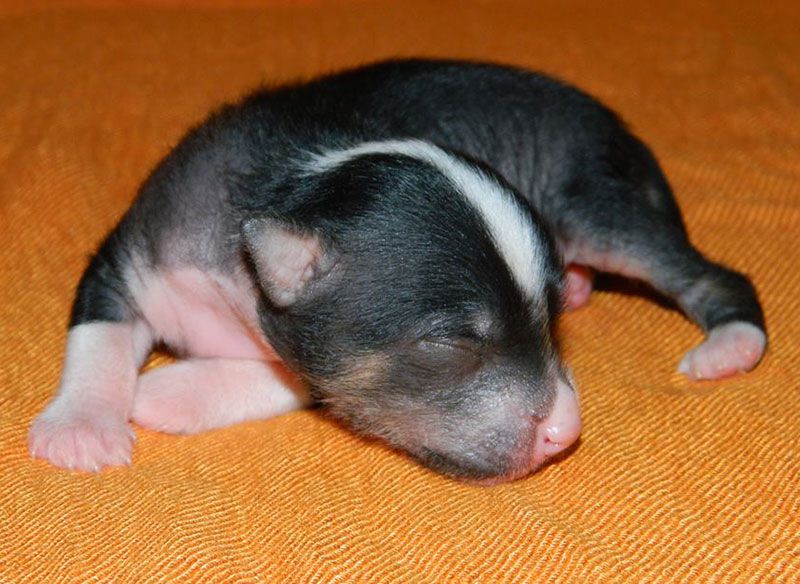 Lorita Star Domeniko Brioni