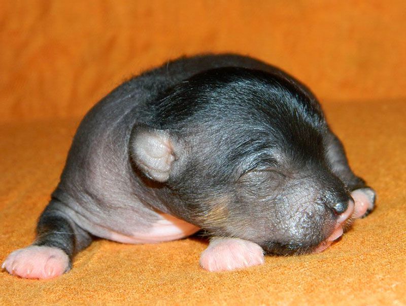 Lorita Star Dzhalila Dzhess