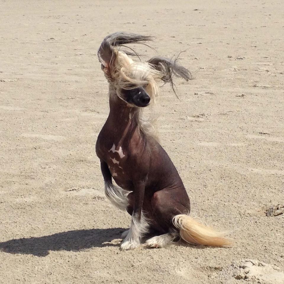 Ai Malin vom Himmelstempel