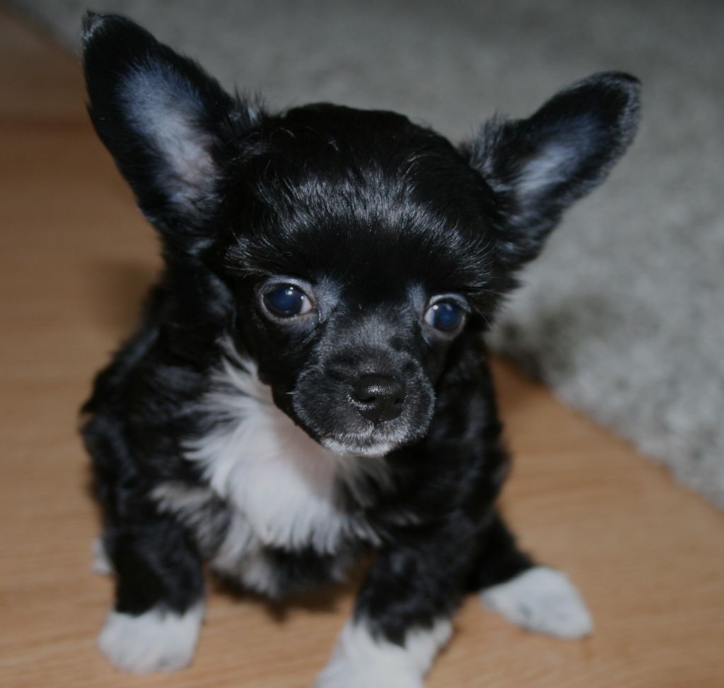 Lixima's Bombarda Maxima