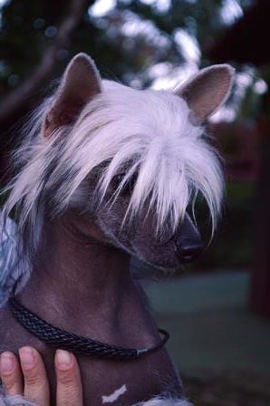 Iris Azul Hampton Court Mordekay