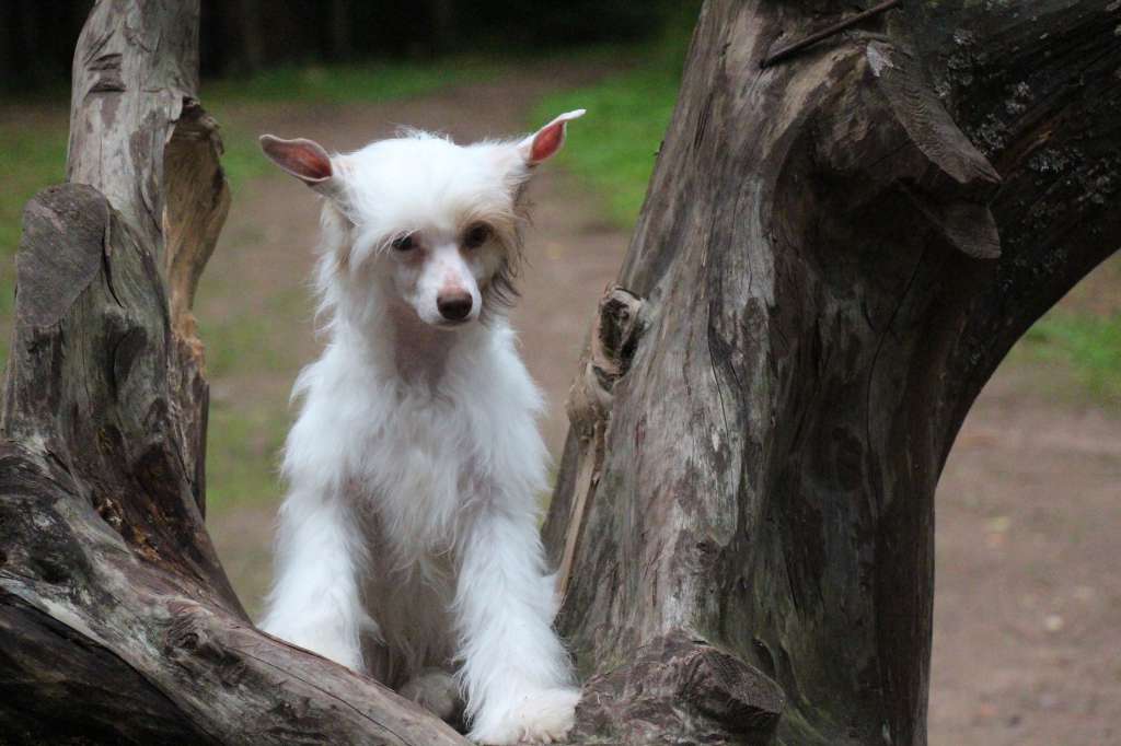 Opus Palmare Caste Diva (Sale)