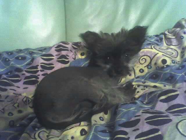 Alicia vom Schwarzwälder Hochwald