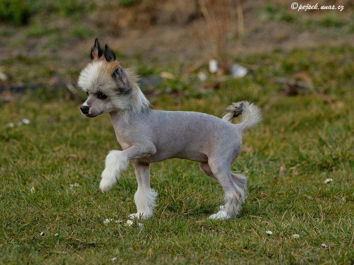 Cattie ze Zatopene chajdy