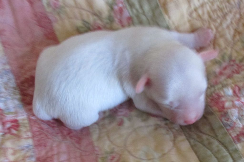 Pixietail man of steel