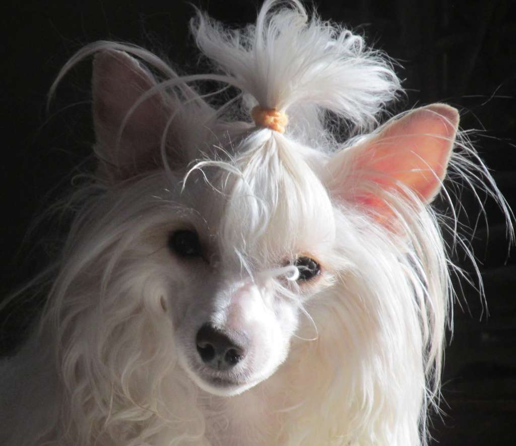 Pixietail It's Raining Men