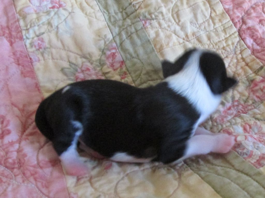 Pixietail Men In Black