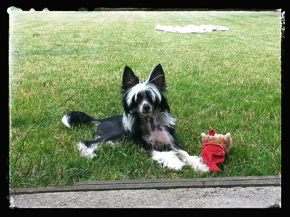 Candice z Jestrebiho kralovstvi