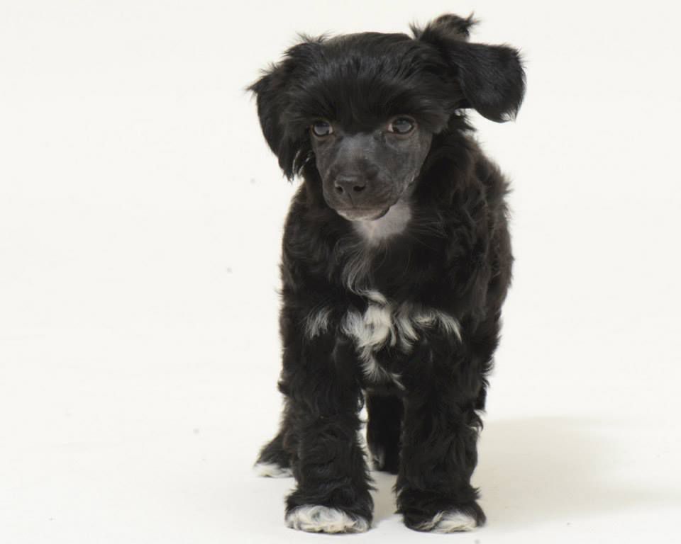 Lixima's Black Magic