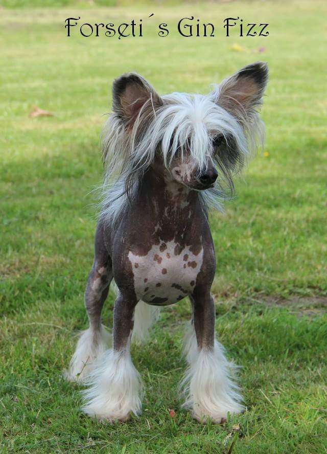 Forseti's Gin Fizz