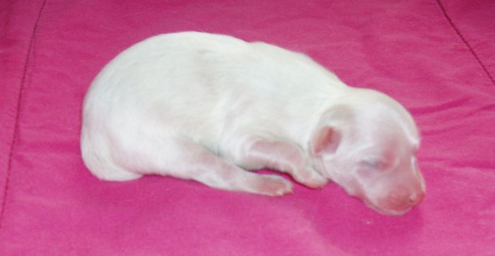 Wakan Tanka Avokaduh