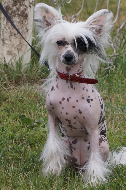 Legendarnaya Madam Vong