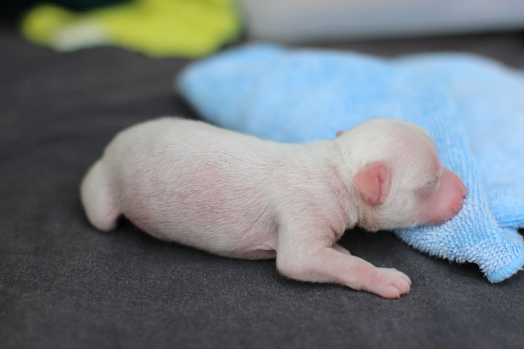 Eashik White Storm at Mirrage