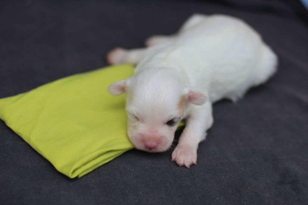 Eashik's Charlotte At Mirrage