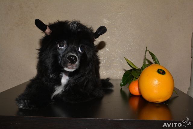 Kitayskiy Potseluy Janet