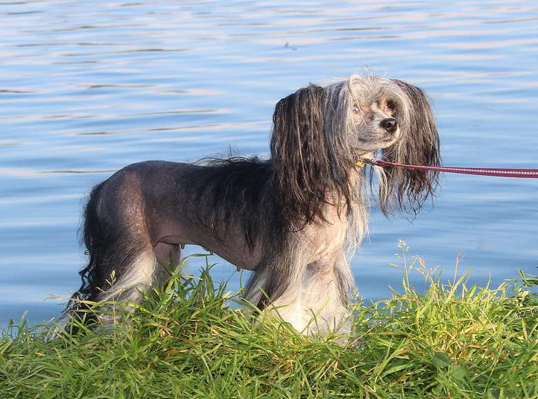 Angel O' Check  Parigskaya Modniza