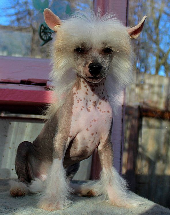 Angel O' Check  Padisah