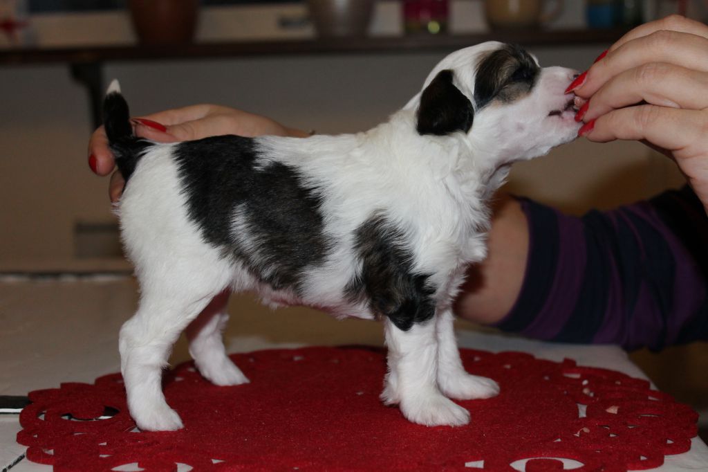 Chattanooga's Hepsankeikka