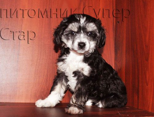 Super Star Liz Teylor