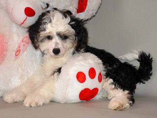 Super Star Leonardo Di