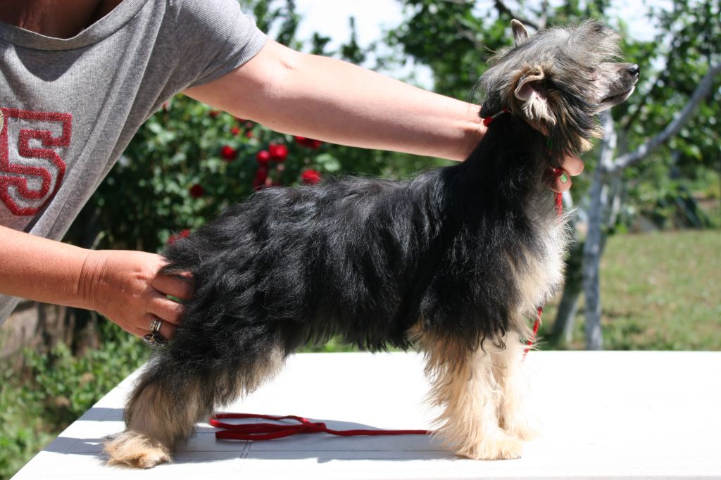 Roomba Boom de Fageiro