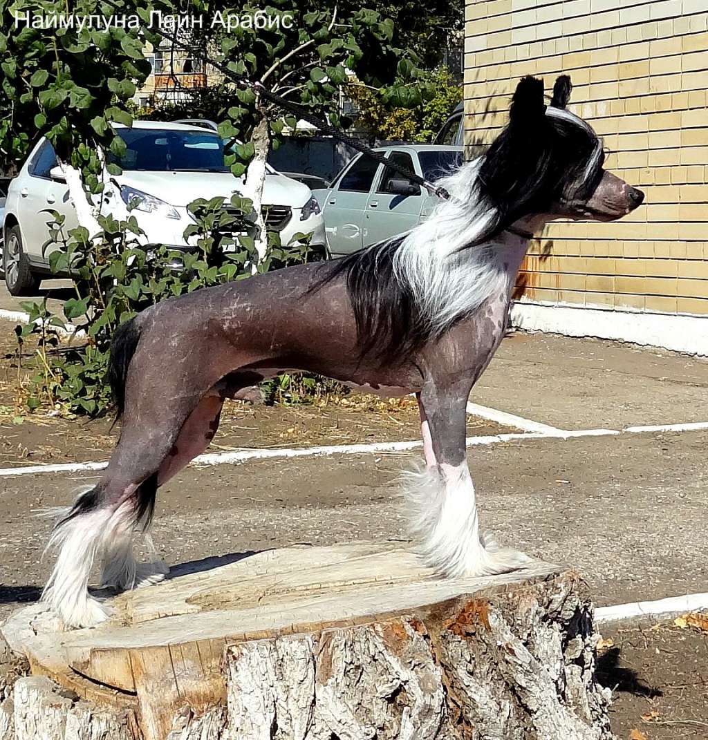 Naimuluna Line Arabis