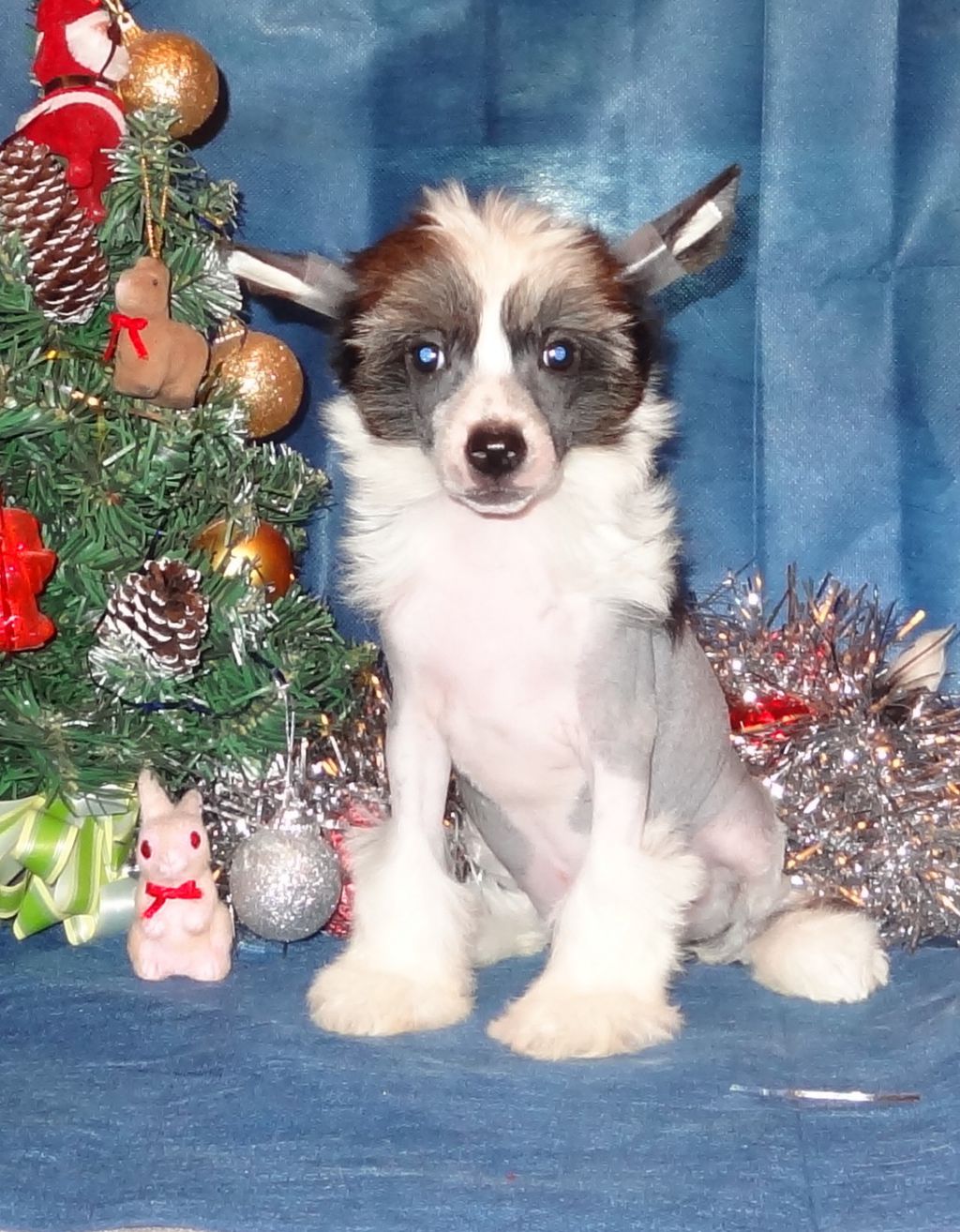 Naimuluna Line Arija