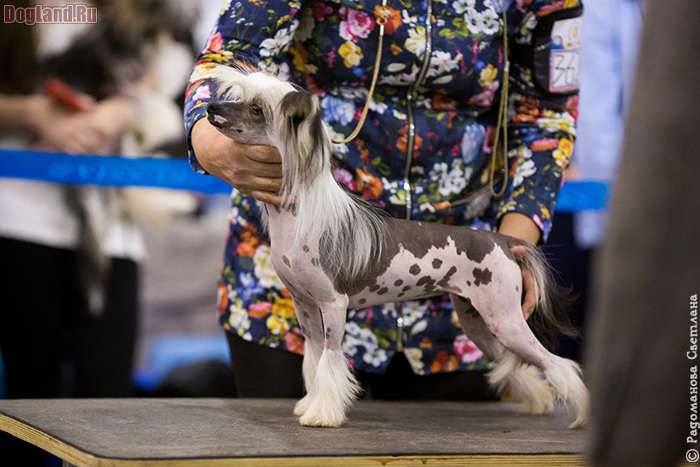 Angel O' Check  Raiskaya Ptichka