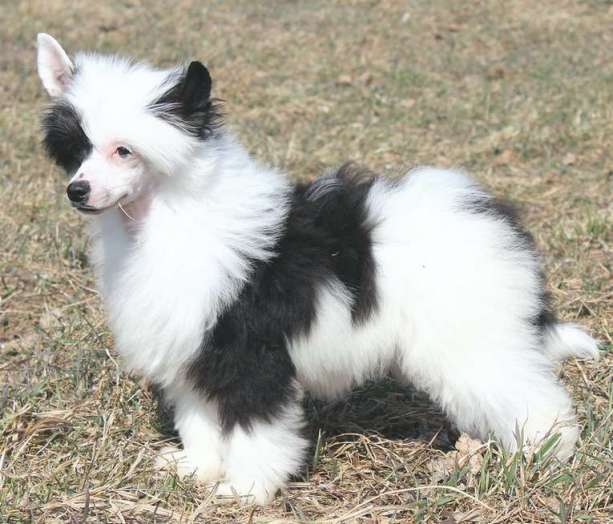 Angel O' Check  Raduga