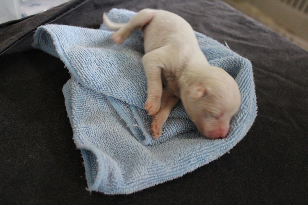 Eashik Coconut Passion At Mirrage