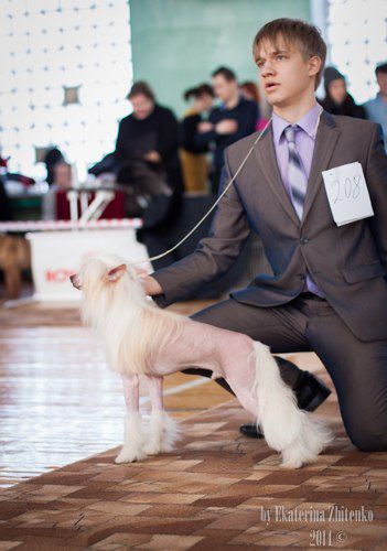 Nyu Art Aristokrat Charsky Dar