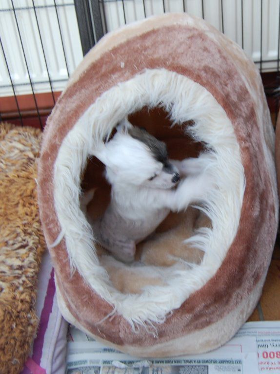 Zucci's Lilly Marlene