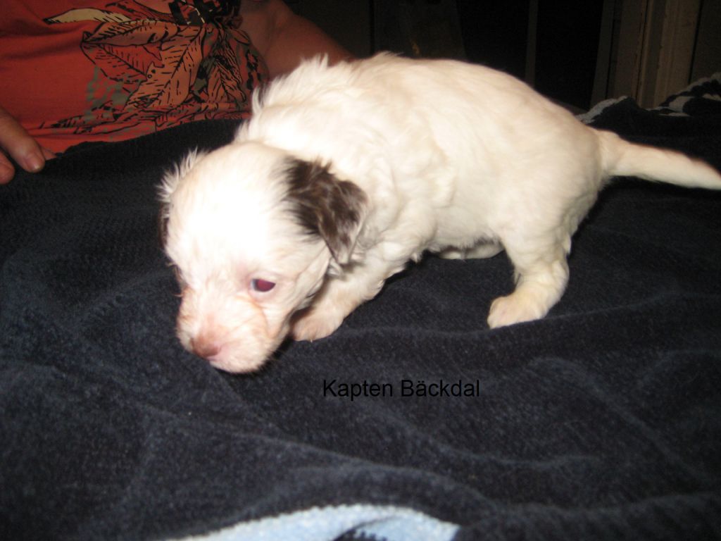 Kedveshazi Kapten Bäckdahl