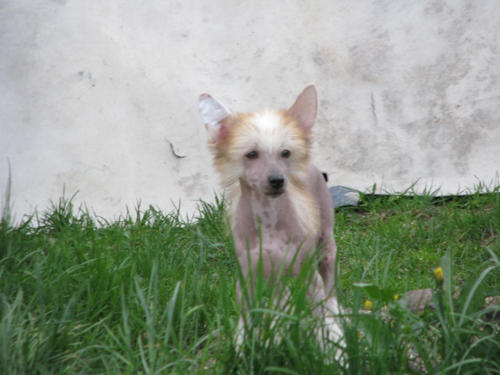 Kirkor  Exotic World FCI