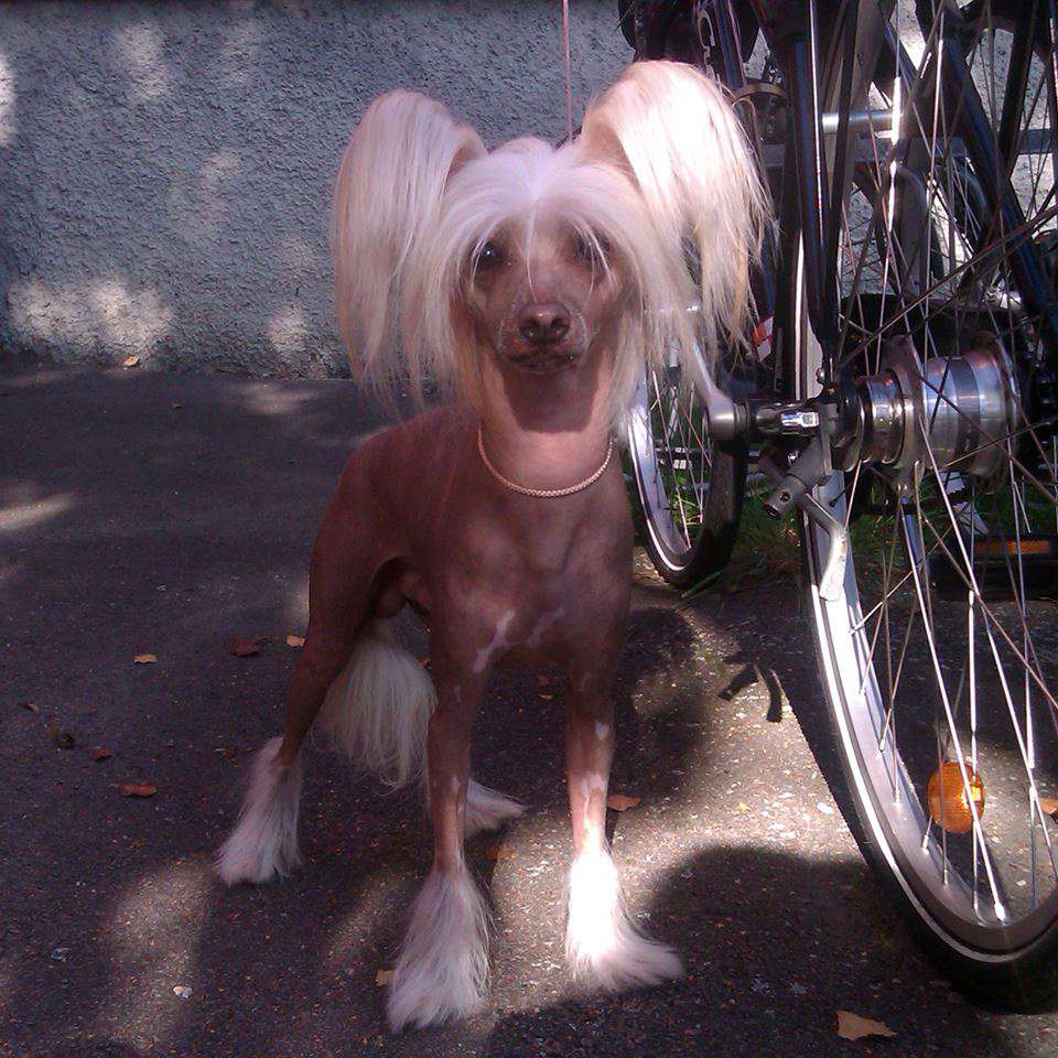 Kasjusz  Exotic World FCI