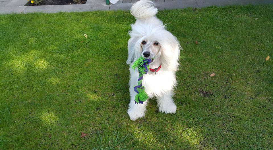 Kastor  Exotic World FCI