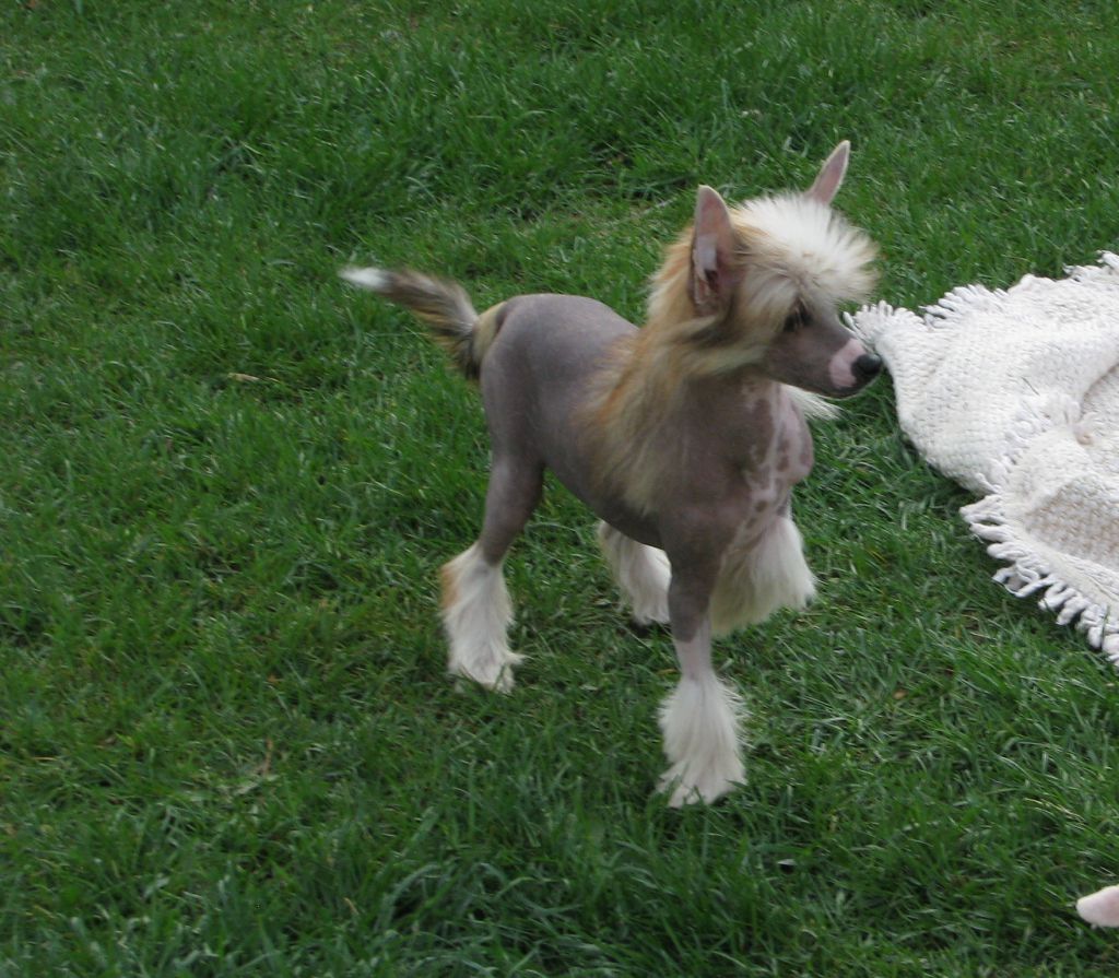 Ksena Exotic World FCI