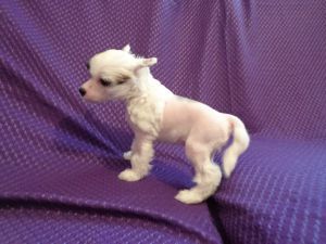 Valensiya Dneprovskoye Solntse