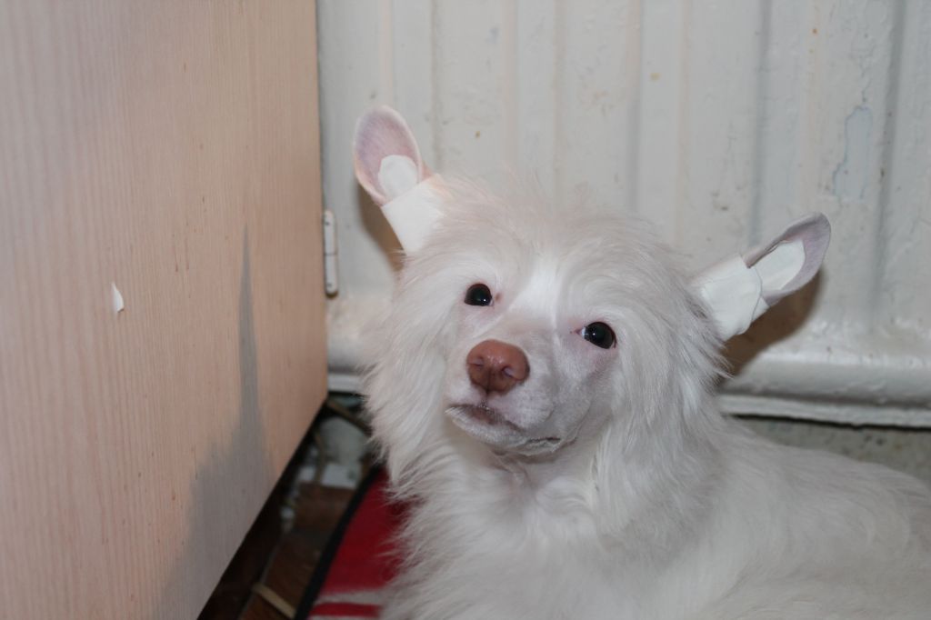 Viorica Dneprovskoye Solntse