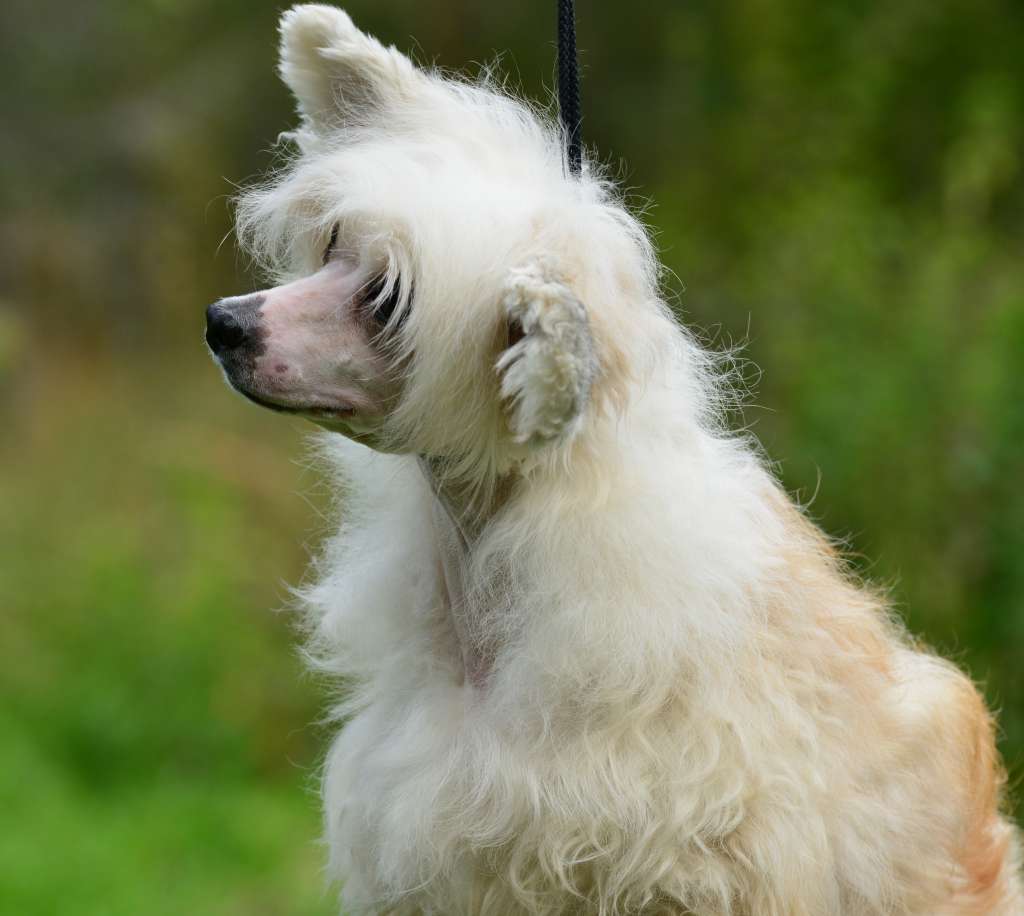 Mersedes Dom Risorto