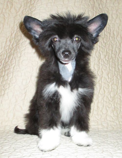 Joyera's Crested Cruella de Vil