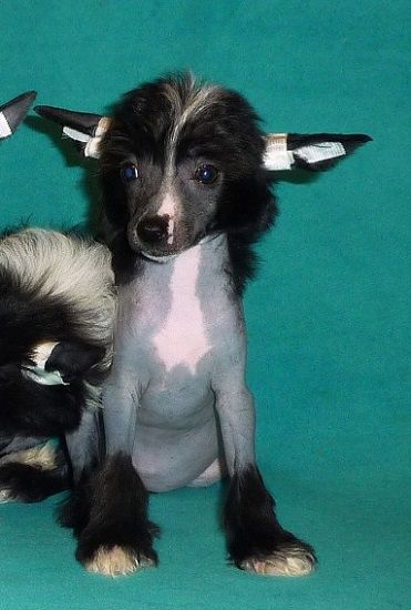 Apriori Vip Margaret