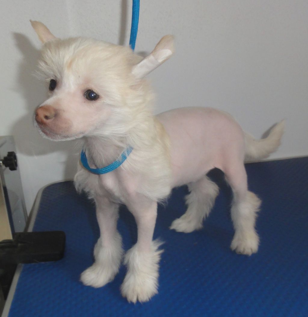 Crazy Little Diamond Capella