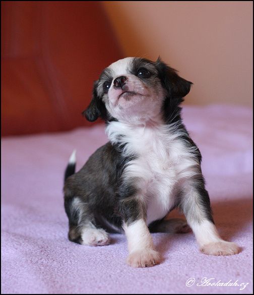 Xtrovert Roy Avokaduh