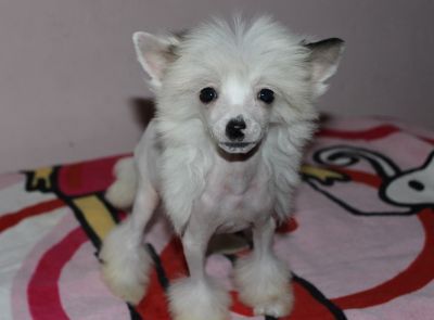 Fabulous Fantasy de L'Essence de Mon Tout