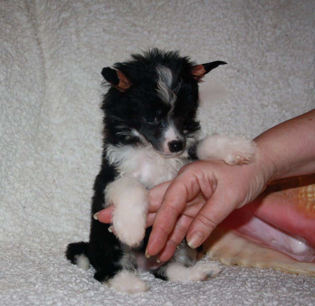 Charuyuschiy Soblazn Alfi