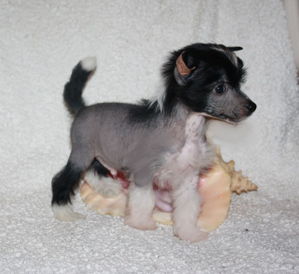 Charuyuschiy Soblazn Algol