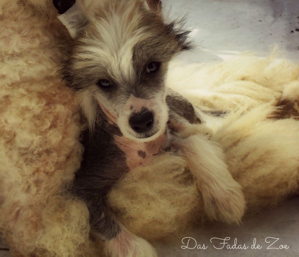 Mowgli Das Fadas de Zoe